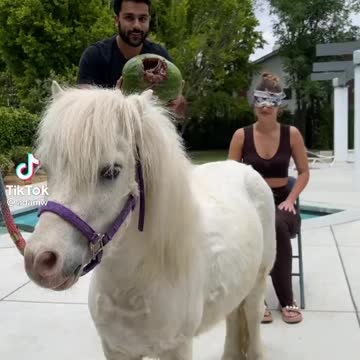 Horse prank