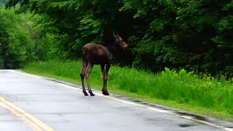 Roadside Moose