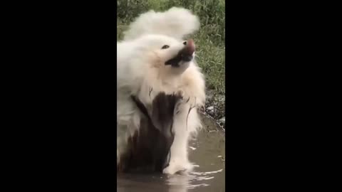 Doggy having a mud bath