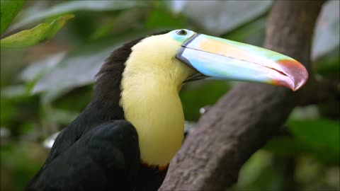 BEAUTIFUL TOUCAN !