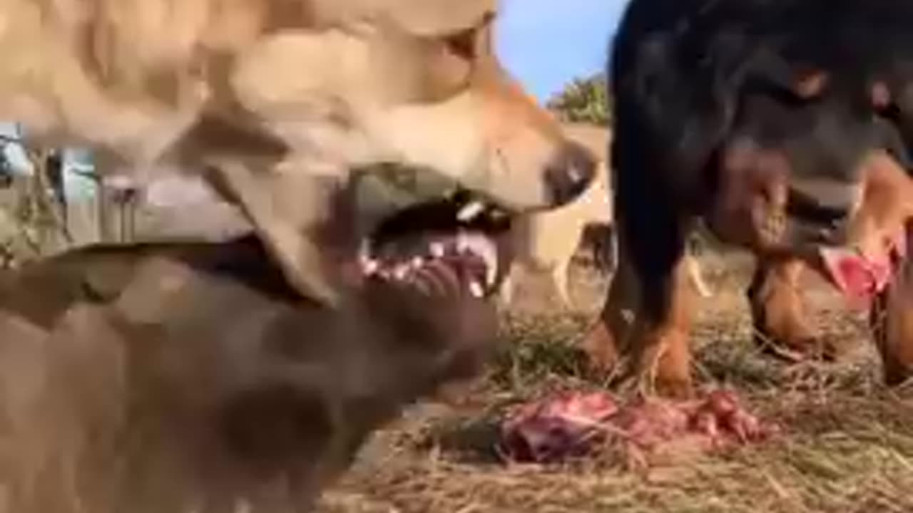 Tibetan Mastiff vs Wolf 🐺🐺🐺