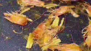 Japanese sea food