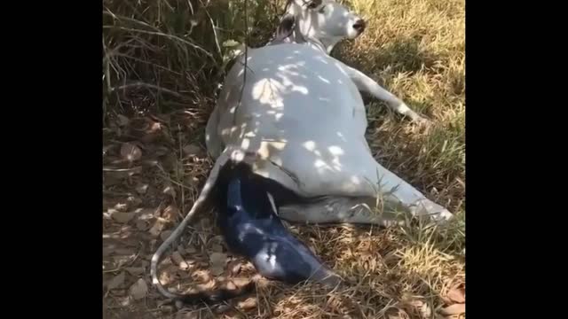 The Birth of a cow in The farm