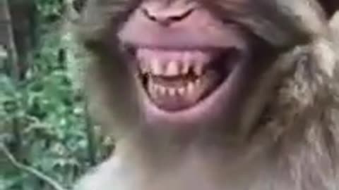 yt1s.com - monkey smile has good funny videomonkey smile funny status