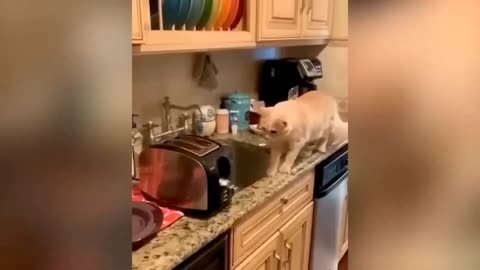 Funniest Cats And Dogs Videos