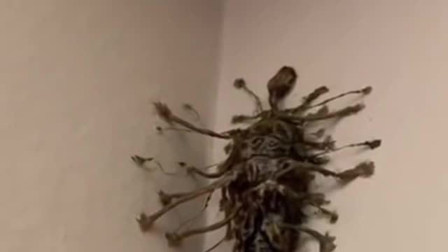 What is this bug