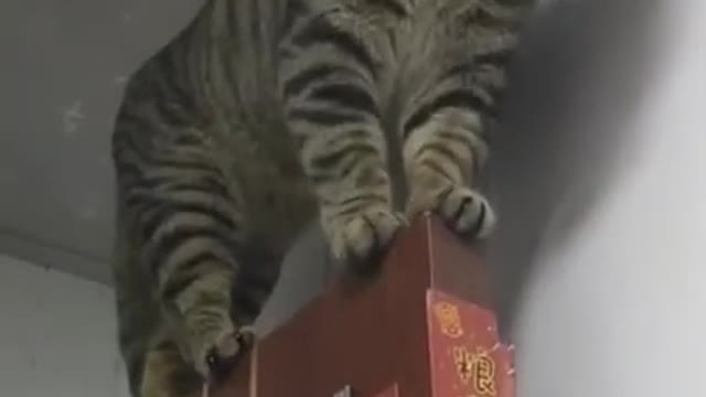 Cat videos | Funny animals