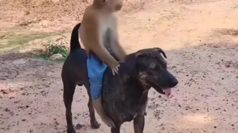 Funny videos, dog, cat, mouse, monkey