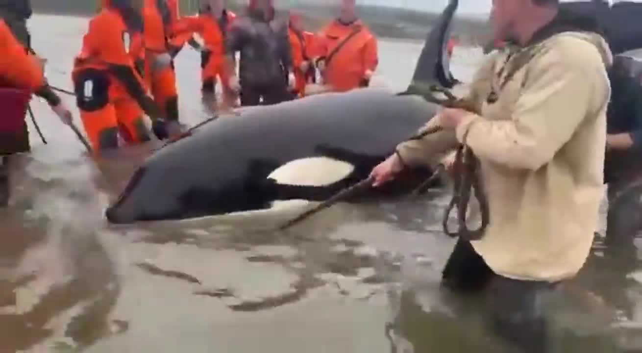 Baby killer whale rescued in Russia's Far East