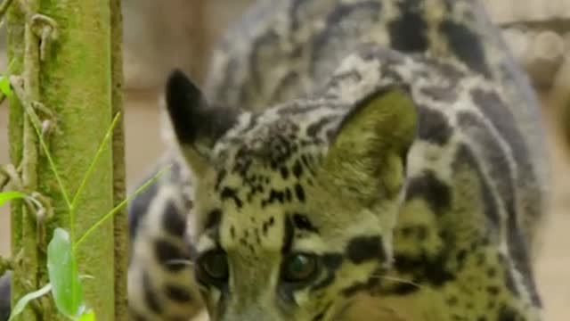 Could this meet-cute be the key to keeping the clouded leopard species alive?