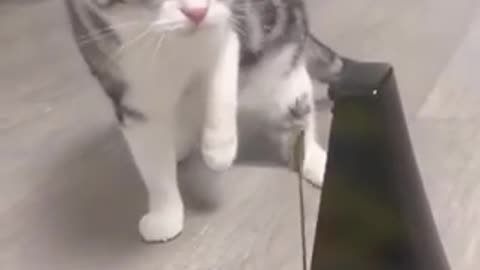 Funny cats video