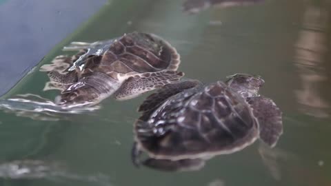 Close up of two baby turtles floating on water