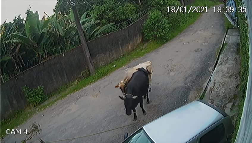 Brazilian Bull Gives Car a Big Bump