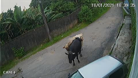 Brazilian Bull Gives Car a Big Bump