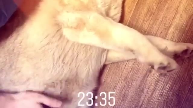 Husky dog pleasure kokda scratching her belly.