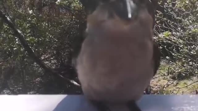 Wild Kookaburra Comes for Daily Feed