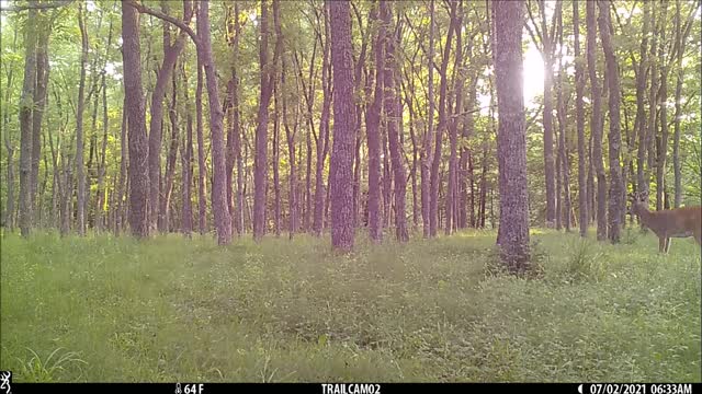 Bucks early July 2021