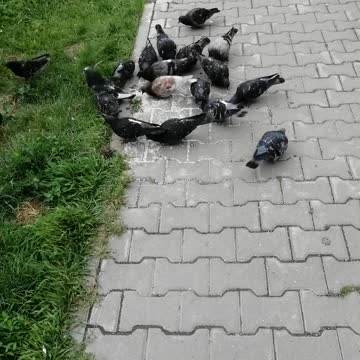 Good pigeons feast on the street.