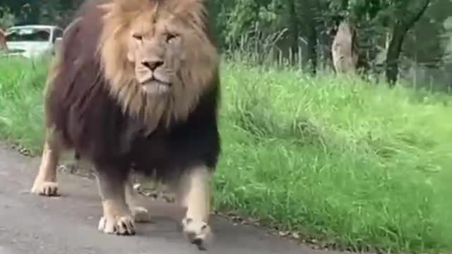 A big lion was crossing the road. Friendly people stopped to give way