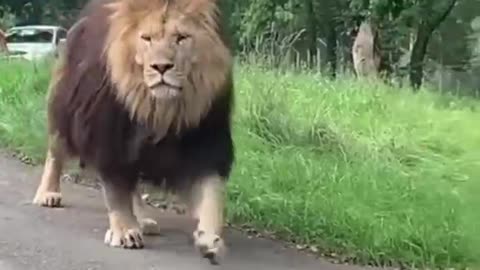 A big lion was crossing the road. Friendly people stopped to give way