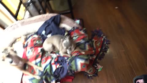 Treating My Dogs Like Babies For A Day