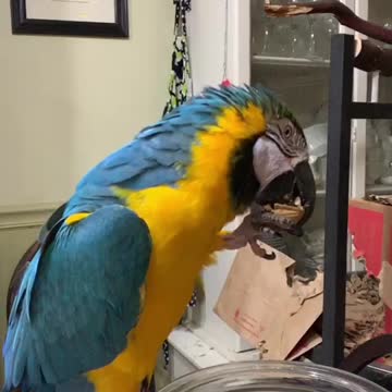 Parrot tongue action in slow motion
