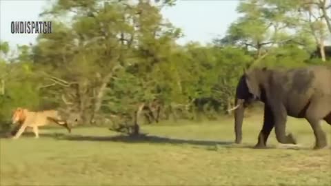 wildlife