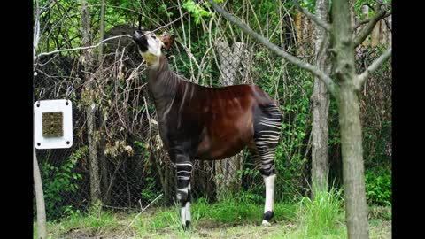 World Okapi Day 2016.mp4