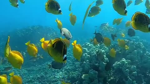 oceanlover#underwater#yellow