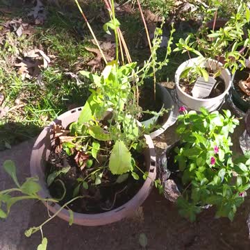 Flowers & Luci Lu Cameo