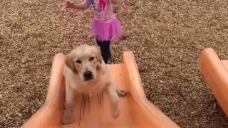 Indy Tries To Climb Up The Slide