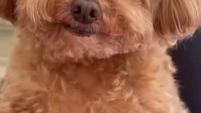 Cute dog prank videos funny animals