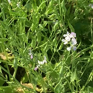 Flowering Daikon Radish
