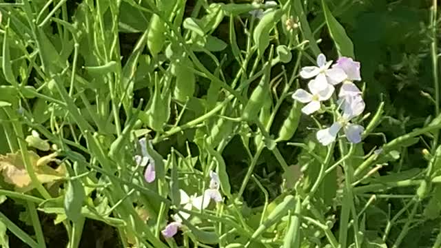 Flowering Daikon Radish