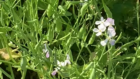 Flowering Daikon Radish