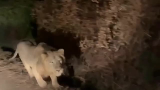 Lion walking road side