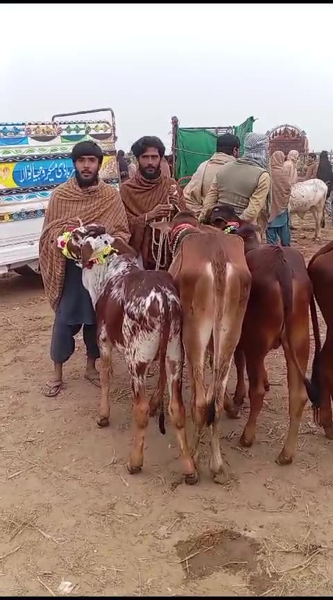 خوبصورت وچھوں کا جوڑا اقبال نگر منڈی میں