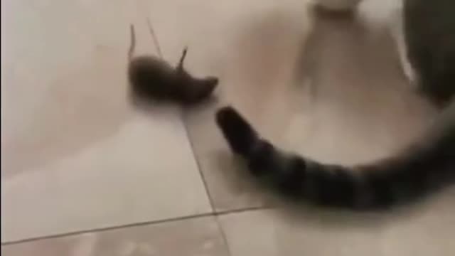 Cat Funny Video ll Cat Mouse Funny Video ll #Short