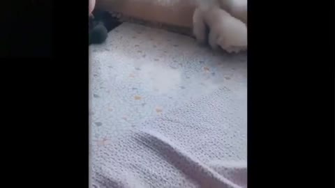 Cute pets ( cat )