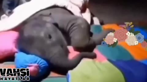 Baby elephant tries to sleep with its caregiver. 💕😂