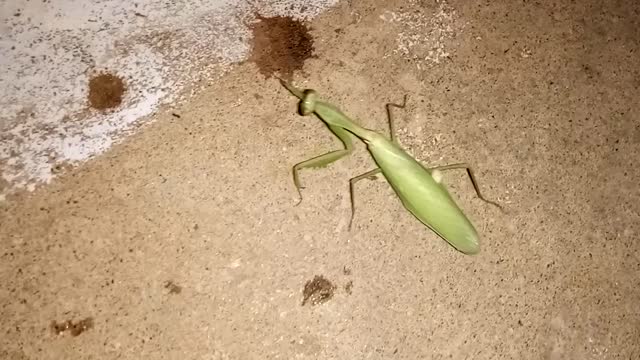 GRASSHOPPER'S MOVEMENT