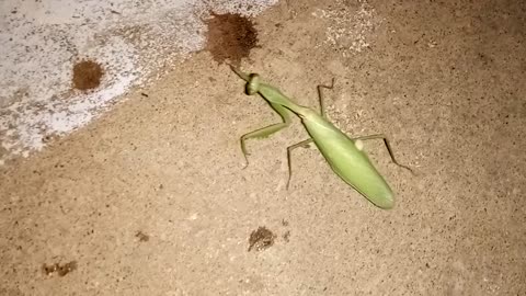 GRASSHOPPER'S MOVEMENT