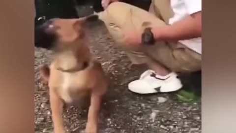 Funniest Animals 2023 😂 New Funny Cats and Dogs Videos 😻🐶 Part 2