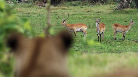 The Okavango Delta part 2