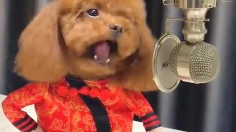 Very cute puppy 🥰🤩 funny singing video