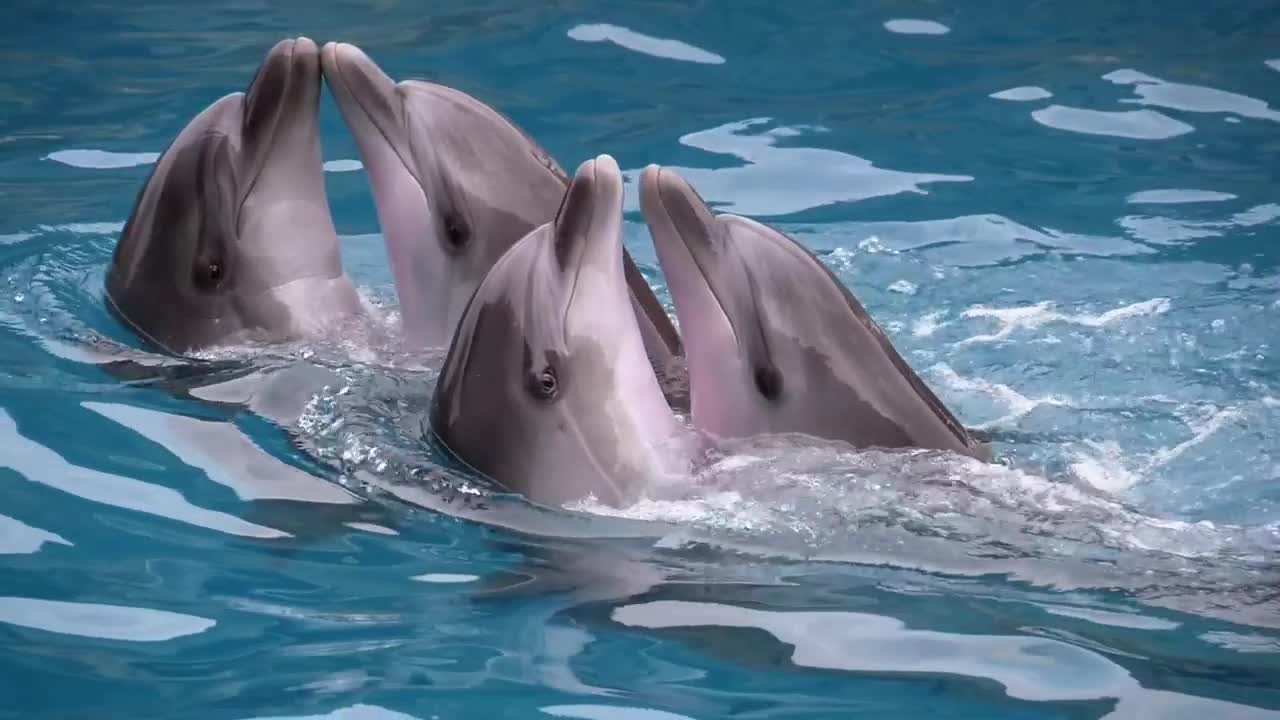 Dolphins dancing at a show