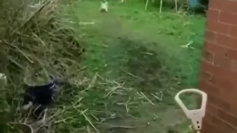 Funny video ||dog🐶 and cat🐱 ||cute pet