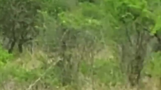 Man Ditches Toyota to Run Away from Elephant!