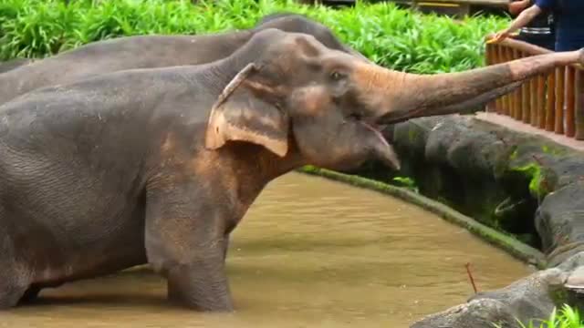 wildlife animals video# elephant 🐘 video