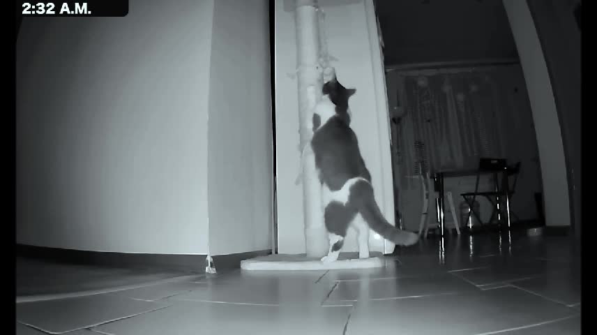 The camera records the cat's nocturnal activities Pt1